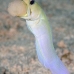 jawfish_yellowhead_dw_wc_v_0037_tci1862.jpg
